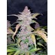 Blackberry Auto - Fast Buds