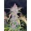 Blackberry Auto - Fast Buds