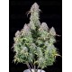 Blueberry Auto - Fast Buds