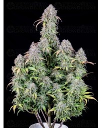 Blueberry Auto - Fast Buds