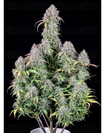Blueberry Auto - Fast Buds