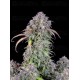 Blueberry Auto - Fast Buds