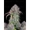 Blueberry Auto - Fast Buds