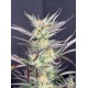 Blueberry Auto - Fast Buds