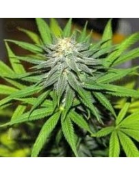 Pineapple Express Barney's Farm autofloreciente