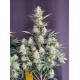 BubbleGum Auto - Fast Buds