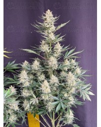 BubbleGum Auto - Fast Buds