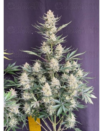 BubbleGum Auto - Fast Buds