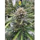 BubbleGum Auto - Fast Buds