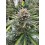 BubbleGum Auto - Fast Buds