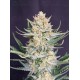 BubbleGum Auto - Fast Buds