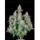 Cinderella Auto - Fast Buds