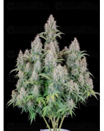 Cinderella Auto - Fast Buds