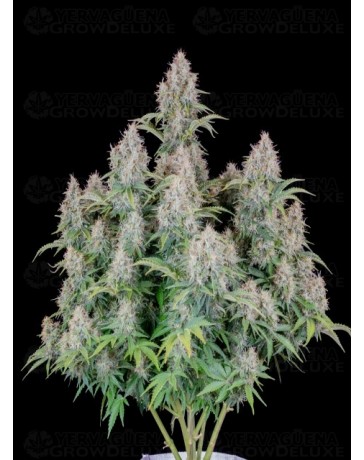 Cinderella Auto - Fast Buds