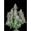 Cinderella Auto - Fast Buds