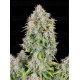 Cinderella Auto - Fast Buds