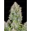 Cinderella Auto - Fast Buds