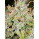 Cinderella Auto - Fast Buds