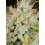 Cinderella Auto - Fast Buds