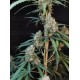 Cheese Auto - Fast Buds