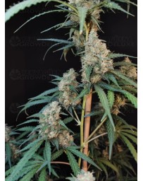 Cheese Auto - Fast Buds