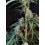 Cheese Auto - Fast Buds
