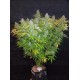 Californian Snow - Fast Buds