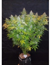 Californian Snow - Fast Buds