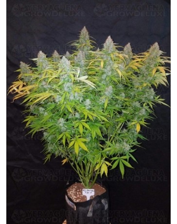 Californian Snow - Fast Buds