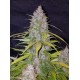 Californian Snow - Fast Buds