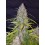Californian Snow - Fast Buds