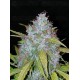 Californian Snow - Fast Buds