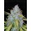 Californian Snow - Fast Buds