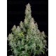 Forbidden Runtz Auto - Fast Buds