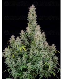 Forbidden Runtz Auto - Fast Buds