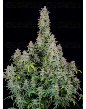 Forbidden Runtz Auto - Fast Buds