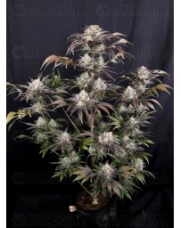 Frostbanger Auto - Fast Buds