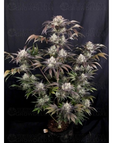 Frostbanger Auto - Fast Buds