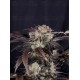 Frostbanger Auto - Fast Buds