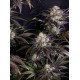 Frostbanger Auto - Fast Buds