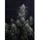 GMO Auto - Fast Buds