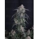GMO Auto - Fast Buds