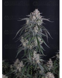 GMO Auto - Fast Buds