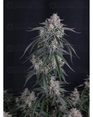 GMO Auto - Fast Buds