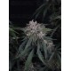 GMO Auto - Fast Buds