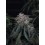GMO Auto - Fast Buds
