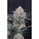 Guava Sundae Auto - Fast Buds