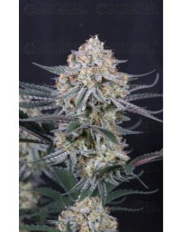 Guava Sundae Auto - Fast Buds