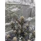 Guava Auto RF3 - Fast Buds