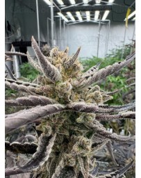 Guava Auto RF3 - Fast Buds